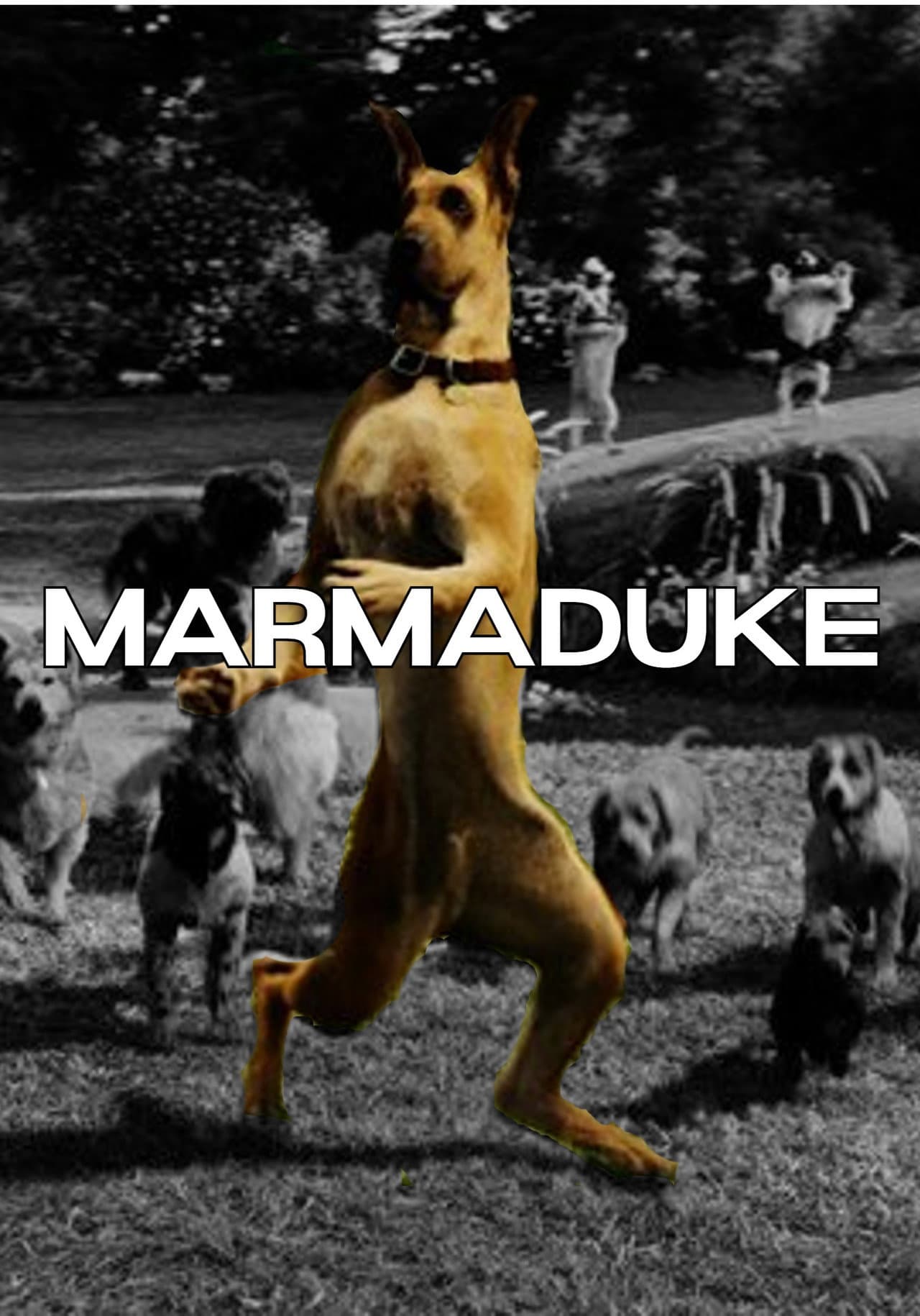 Marmaduke — visuel 24