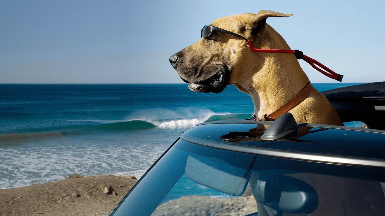 Marmaduke — visuel 2