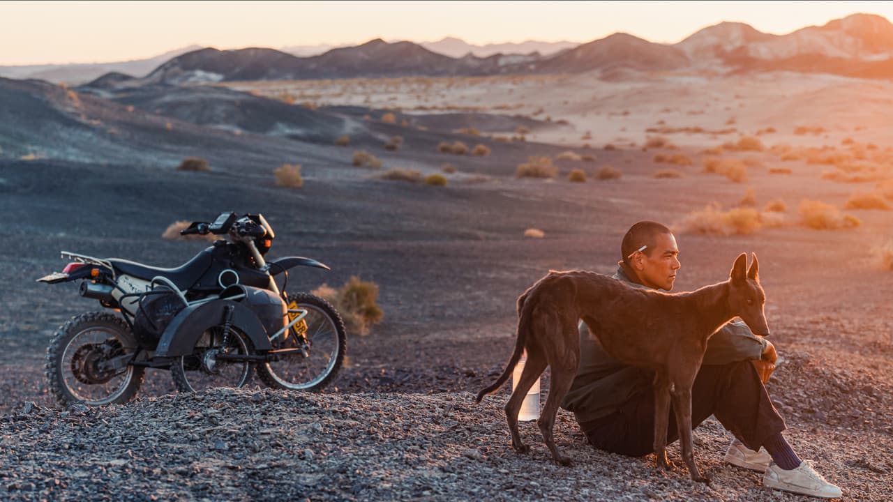 Black Dog — visuel 7